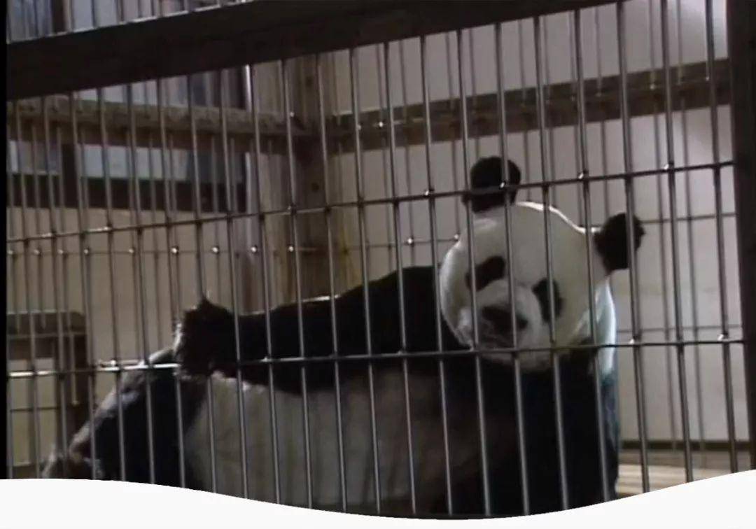 为什么大熊猫仍然濒危?