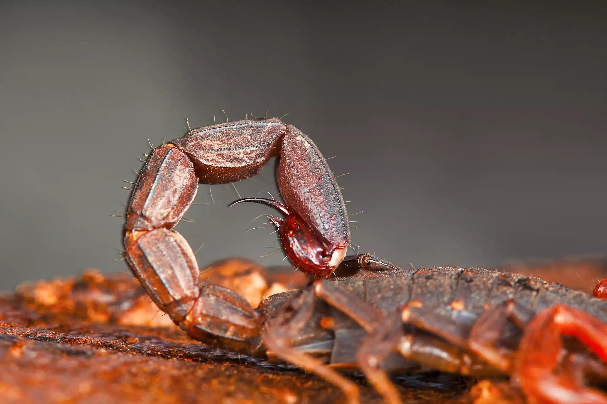 昆虫标本系列--雨林蝎 - 知乎
