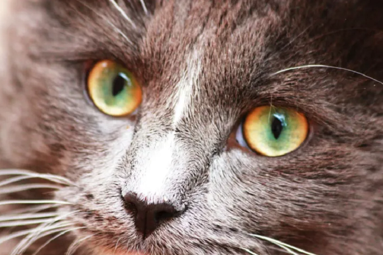猫咪眼睛周围红肿，这是为什么？