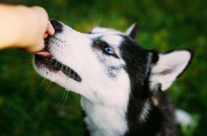 爱宠天地：狗狗便血拉稀有几种原因狗子拉血便的原因与处理方法