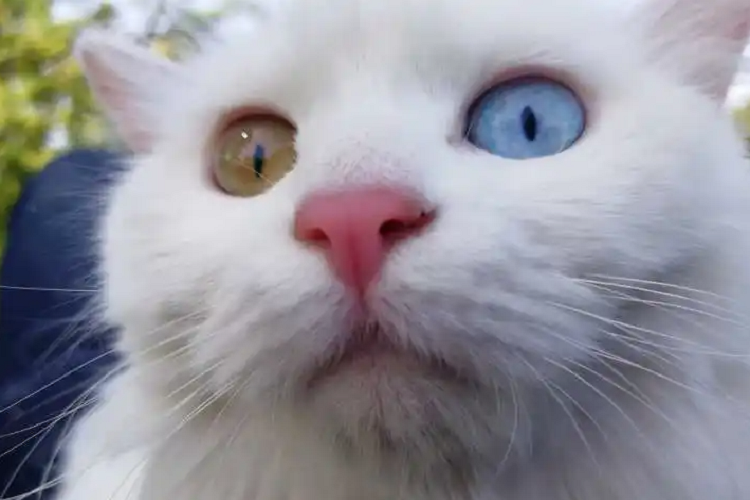猫咪视网膜炎的症状是怎么样的？视网膜炎会造成失明吗？