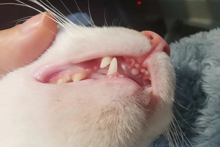 猫咪会换牙齿嘛？换牙齿的时候主人要注意什么？