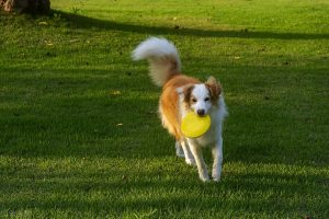 边境牧羊犬怎么样？边牧犬的优缺点，看完你能接受吗？
