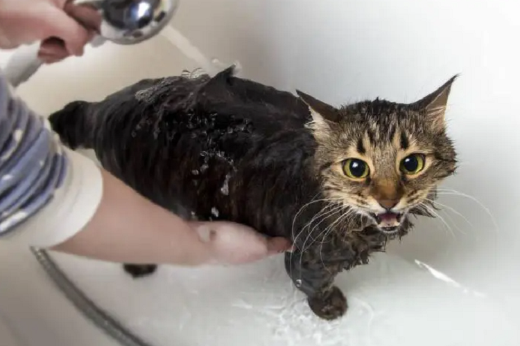 猫咪多久洗一次澡？（给猫洗澡要注意什么）