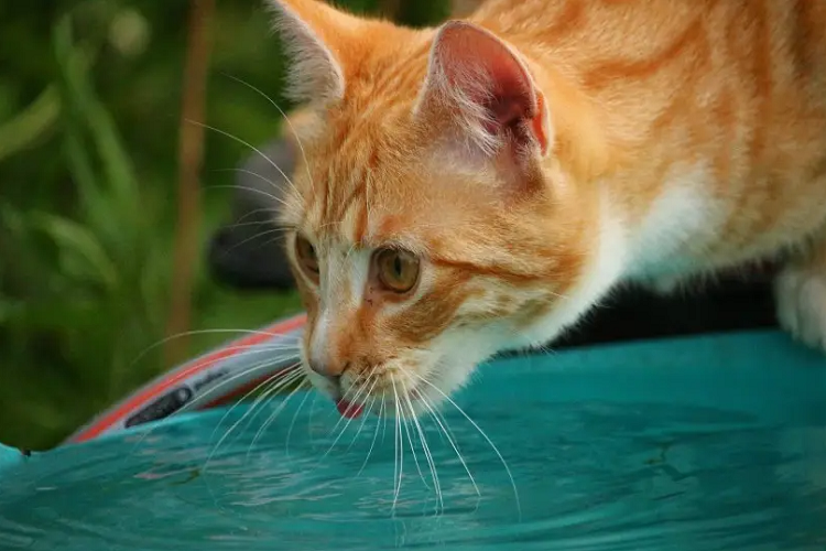 为什么猫咪不爱喝水？（怎么能让猫咪多喝水）