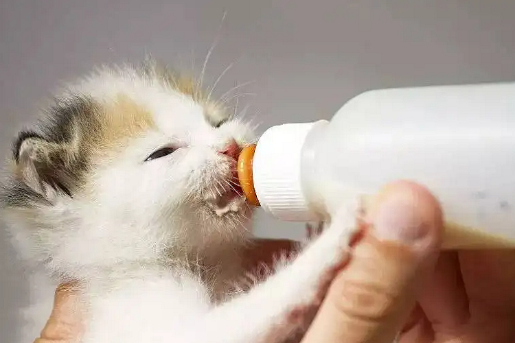 猫喝奶粉对身体好吗？（哪种奶粉适合猫咪喝）