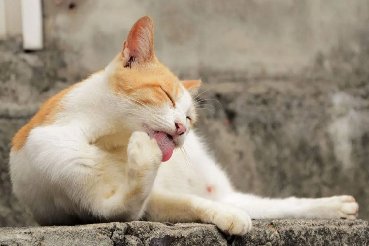 为什么猫咪总是舔毛？（舔毛有什么作用？）