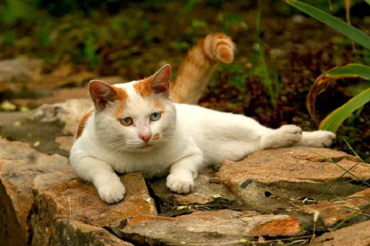 猫咪的尾巴能看出猫咪的情绪（猫咪为什么会翘尾巴？）