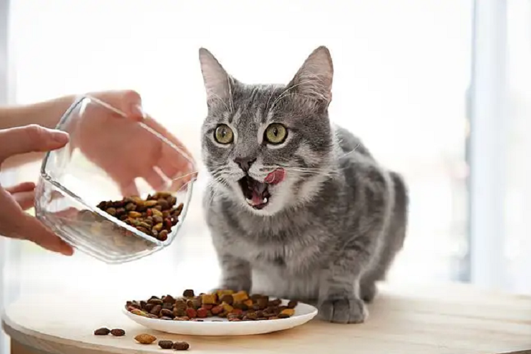 为什么猫咪会对猫粮做埋起来的动作？（埋猫粮是什么操作）