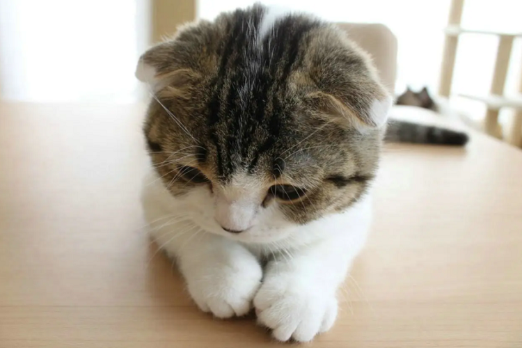 猫咪吃完猫粮就呕吐？（是猫咪肠胃出问题了吗？）