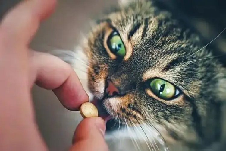 猫咪能吃人的药吗？（猫能吃阿莫西林吗？）