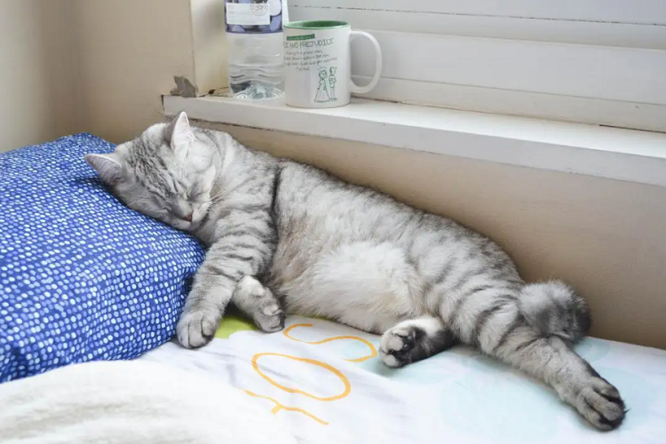 为什么猫咪不跟人睡觉？（是因为不信任吗）