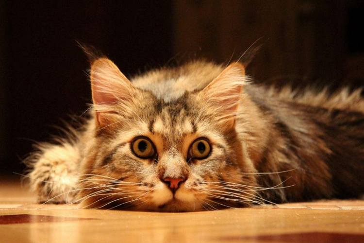为什么猫咪总大小眼？（一只睁眼一只眯眼是怎么回事？）
