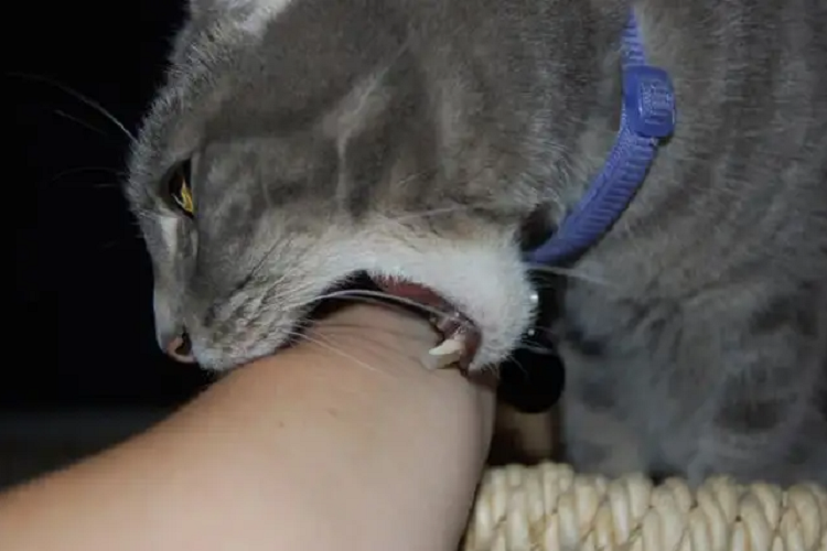 怎么判断猫咪是真的咬你还是在跟你玩？咬人的两种类型
