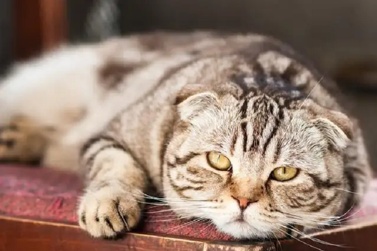 猫咪太胖会怎么样？会生病吗？