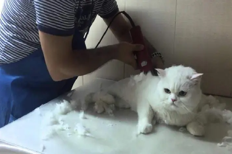 能给猫咪剃毛嘛？给猫咪剃毛有什么危害？