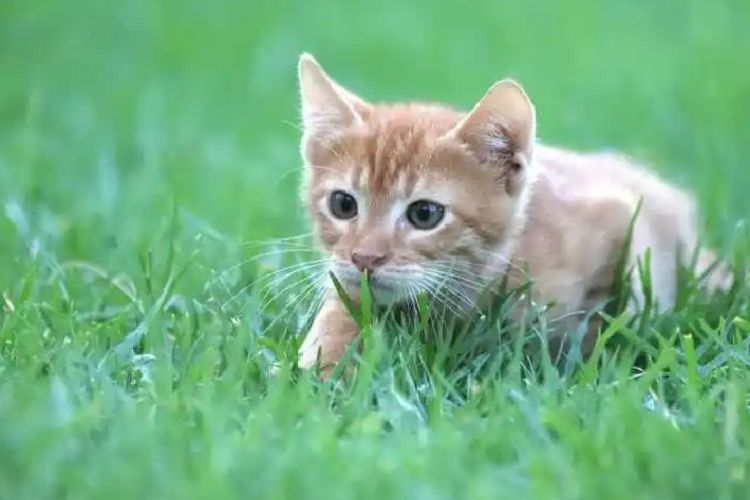 震惊！猫咪竟然吃草？？