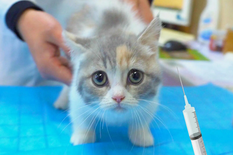 修猫咪需要打疫苗吗？打疫苗有什么要注意的吗？