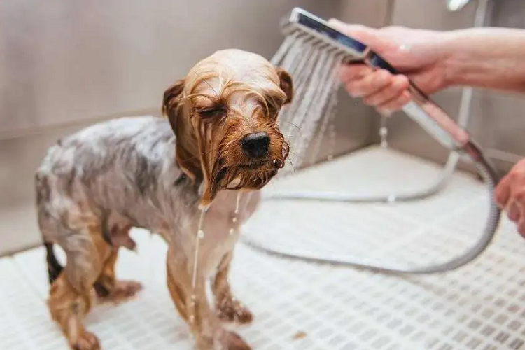 狗狗皮肤起皮屑要怎么帮他洗澡？这是皮肤病吗？
