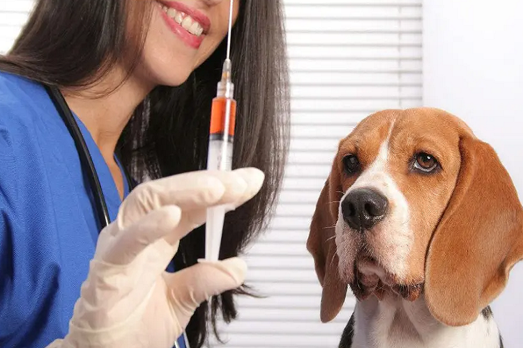 狗狗打疫苗的注意事项（打疫苗前要做什么准备？）