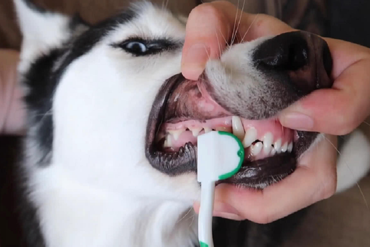 狗狗的嘴臭？那不得给狗狗刷刷牙？