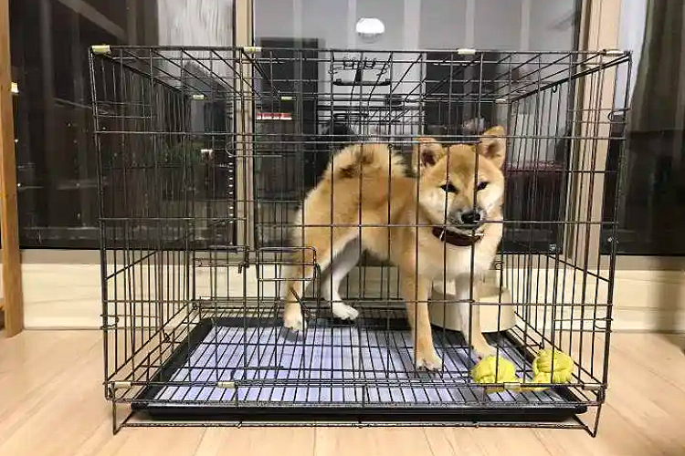 狗狗不愿关笼子，甚至还撞笼子？