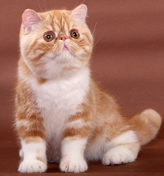 前几年叱咤风云的加菲猫，如今为啥没什么人养?(加菲猫特征）
