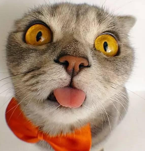 猫咪突然频繁吐舌头，是什么回事？（猫吐舌头原因）