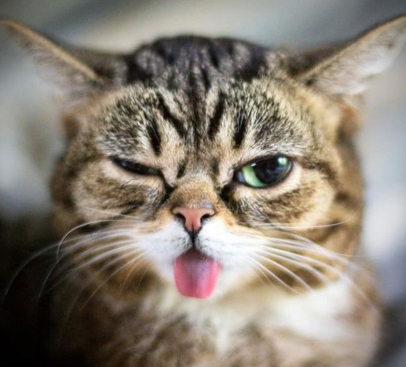 猫咪突然频繁吐舌头，是什么回事？（猫吐舌头原因）