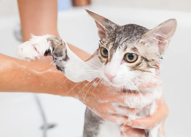 猫咪多久要洗一次澡？洗多了会怎么样？（猫咪为什么要洗澡）