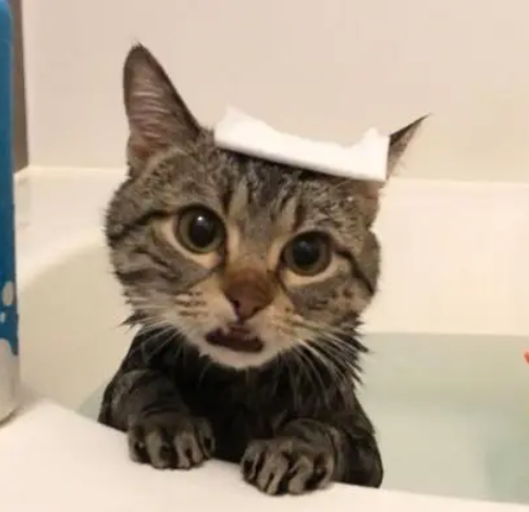 猫咪洗完澡回精神不振是怎么回事？（猫咪洗澡）