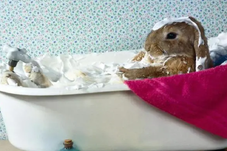 兔子可以频繁洗澡吗？洗的时候要注意什么？
