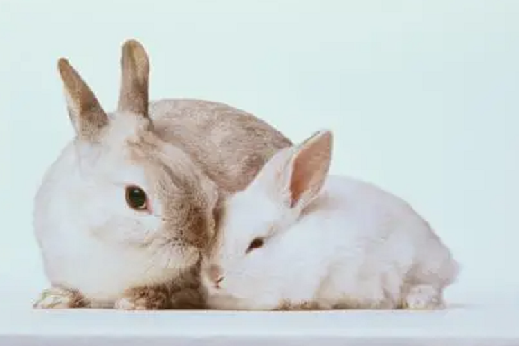 为什么兔子会吃刚出生的小兔子？（母兔为什么会吃自己的小孩）