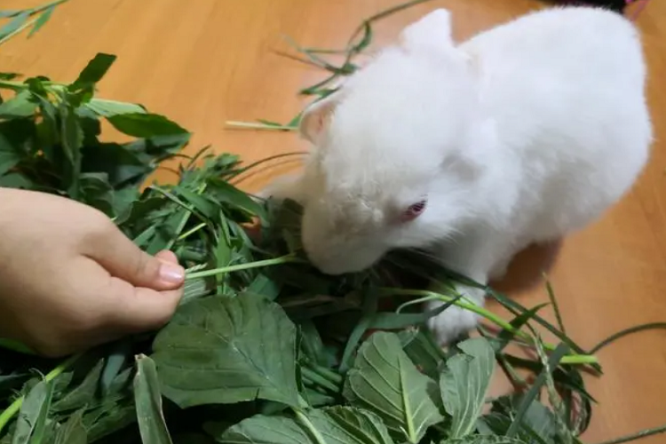 兔子吃什么草？对草的种类有什么要求？（兔子最喜欢的草）