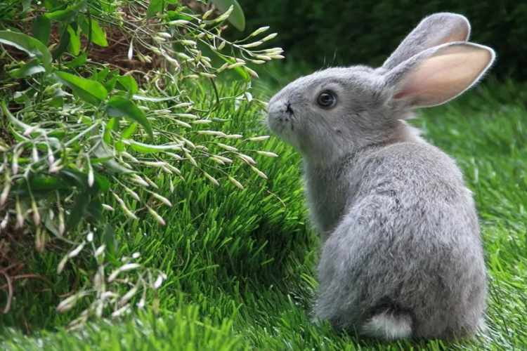 兔子有什么生活习性？兔子的生活习性