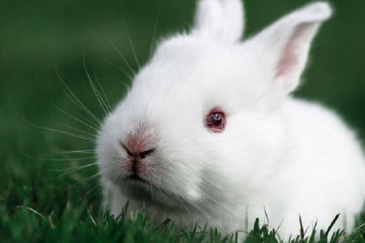 兔子的26种表情语言，兔子表达情绪时会怎么做?(兔子的表达方法）