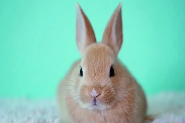 兔子的眼睛为什么是红色的？（兔子眼睛的颜色）