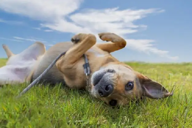 为什么狗狗喜欢在地上打滚？是因为自身气味吗？