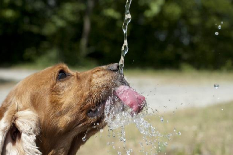 狗狗能几天不喝水？怎么引导狗狗去喝水？