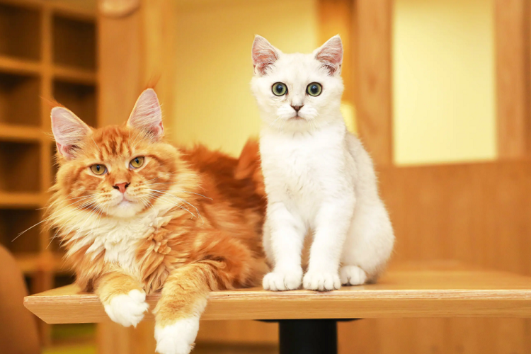 养两只同性猫咪和不同性猫咪的注意事项