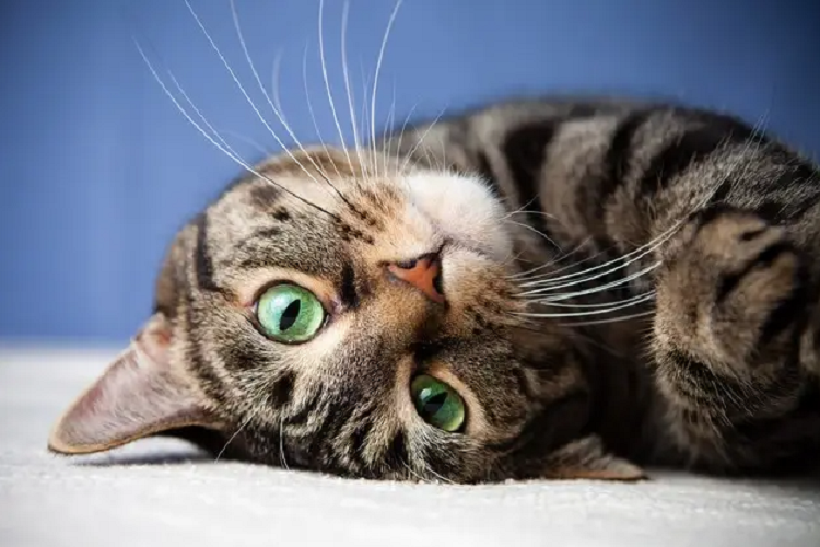 猫咪鼻涕带血是为什么？有什么治疗方法？