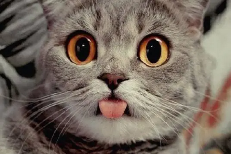 猫为什么吐舌头啊？是散热吗？