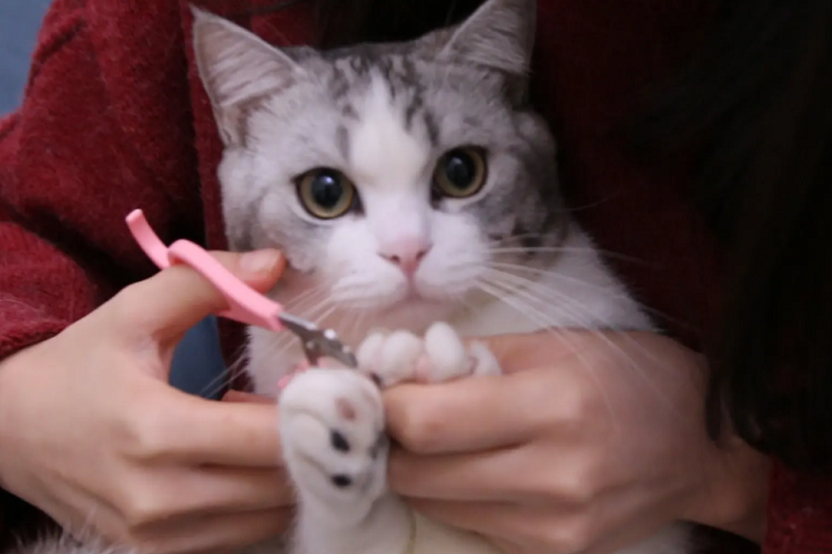 怎么给猫咪剪指甲？可以用人的指甲剪吗？