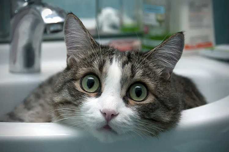 猫咪突然咳嗽，咳嗽的原因有什么？