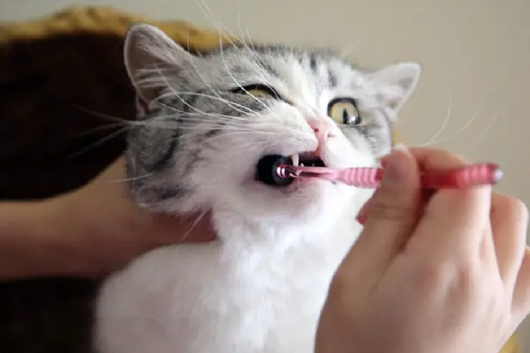 怎么给猫咪刷牙？怎么让猫咪接受刷牙这件事？
