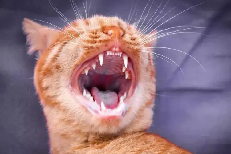 猫咪在多大的时候会换牙？换牙要注意什么？