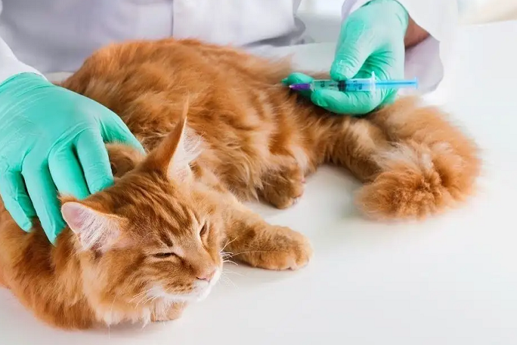 猫咪多大可以打疫苗？多大可以驱虫？