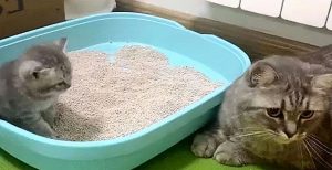 新手铲屎官如何选择适合的猫砂？猫咪对猫砂有哪些需求？