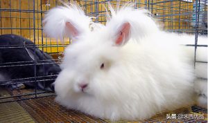 什么兔兔可以作家庭宠物？适合做宠物的兔子有哪些？