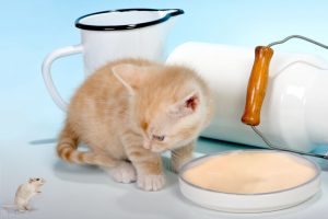 20天小猫喝多少毫升奶？怎么照顾20天的小猫？